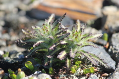 Pedicularis hirsuta