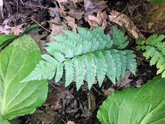 Dryopteris clintoniana