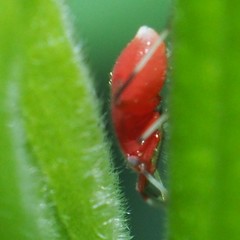 Coccobaphes frontifer