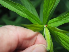 Coccobaphes frontifer