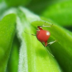 Coccobaphes frontifer