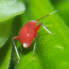 Coccobaphes frontifer