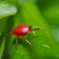 Coccobaphes frontifer