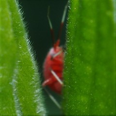 Coccobaphes frontifer