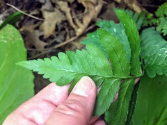 Dryopteris clintoniana
