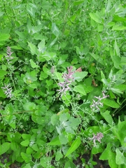 Fumaria officinalis