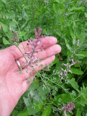 Fumaria officinalis