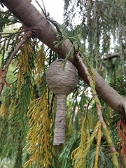 Dolichovespula maculata