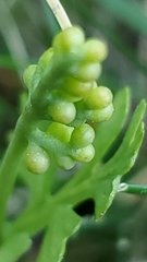 Botrychium matricariifolium