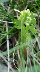 Botrychium matricariifolium