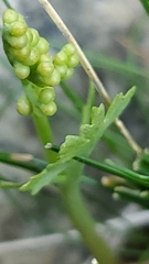 Botrychium matricariifolium
