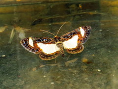 Heliomata cycladata