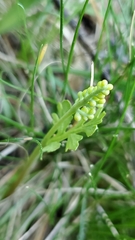 Botrychium matricariifolium