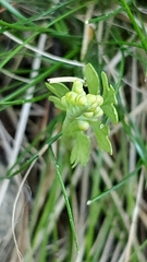 Botrychium matricariifolium