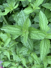 Conoclinium coelestinum