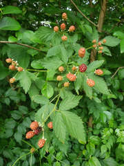 Rubus
