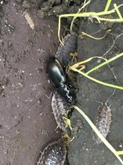 Pterostichus madidus