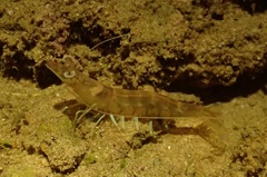 Penaeus