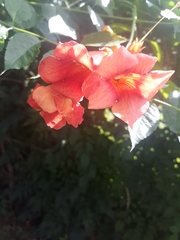 Campsis radicans