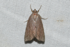 Cutina albopunctella