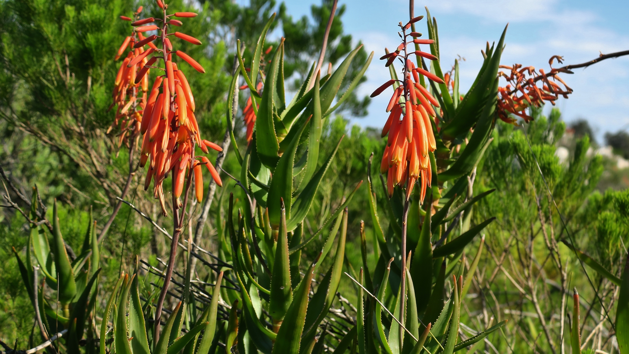 Aloiampelos gracilis