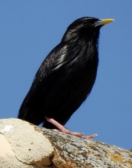 Sturnus unicolor
