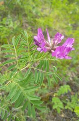 Astragalus suffruticosus