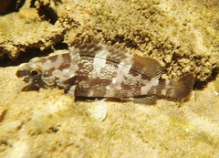 Epinephelus rivulatus