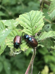 Phyllopertha horticola