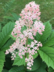 Rodgersia