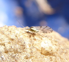 Aphididae
