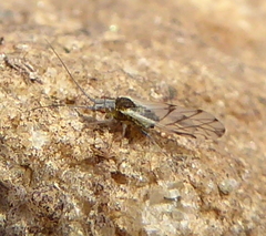 Aphididae