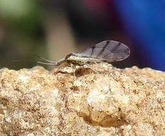 Aphididae