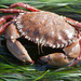 Pacific Rock Crab - Photo (c) Donna Pomeroy, some rights reserved (CC BY-NC), uploaded by Donna Pomeroy