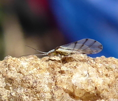 Aphididae