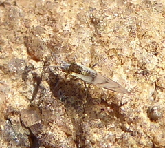 Aphididae