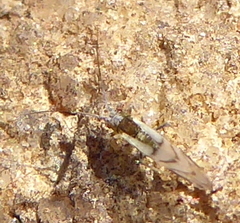 Aphididae