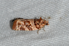 Argyrotaenia floridana