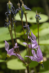 Primula fassettii