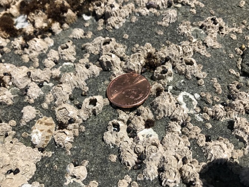 Pacific Acorn Barnacle