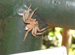 Heteropoda pingtungensis