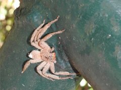 Heteropoda pingtungensis
