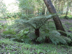 Cyathea dregei