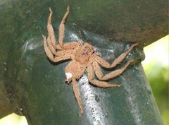 Heteropoda pingtungensis