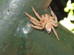 Heteropoda pingtungensis