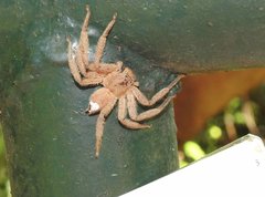 Heteropoda pingtungensis