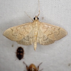 Herpetogramma theseusalis