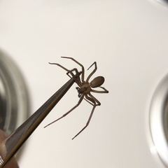 Loxosceles reclusa