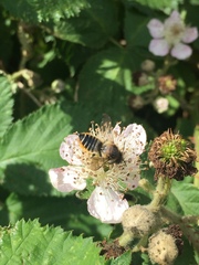 Megachile centuncularis