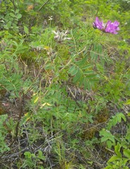 Astragalus suffruticosus